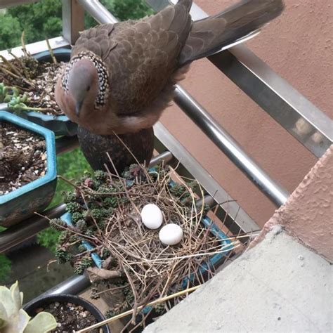 斑鳩築巢下蛋風水|斑鳩蛋無故消失，究竟去了哪裡？又是怎麼運走的呢？。